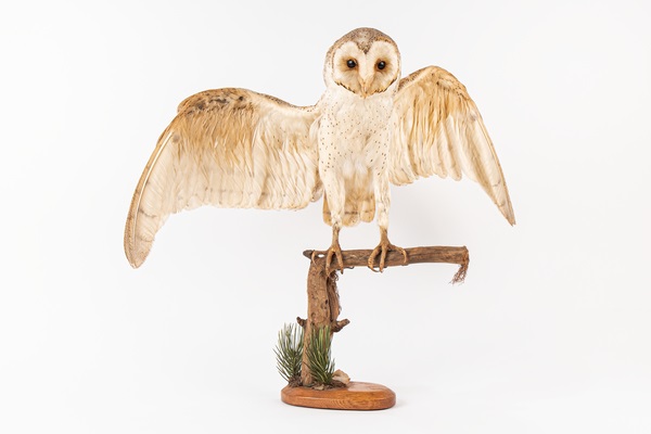 MU.2022.0675.BarnOwl_02_Edit.600x800.jpg